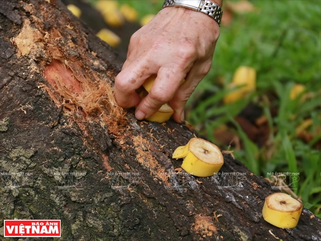 Les morceaux de bananes sont placés soigneusement au pied de l’arbre.