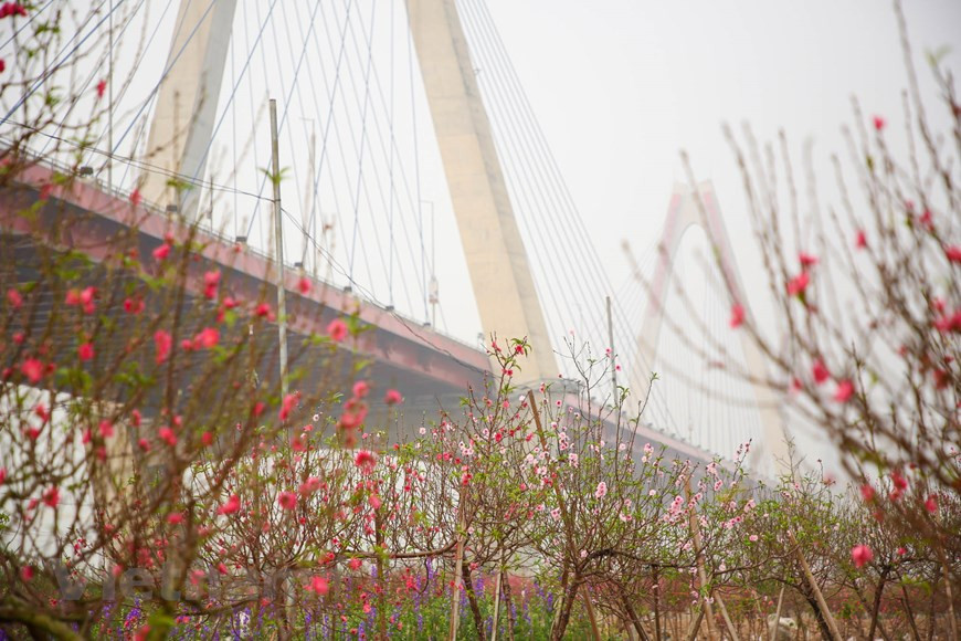 Des fleurs de pêcher colorent les champs des villages de Phu Thuong, de Nhat Tan et de Quang Ba à Hanoï. Photo: Vietnam+