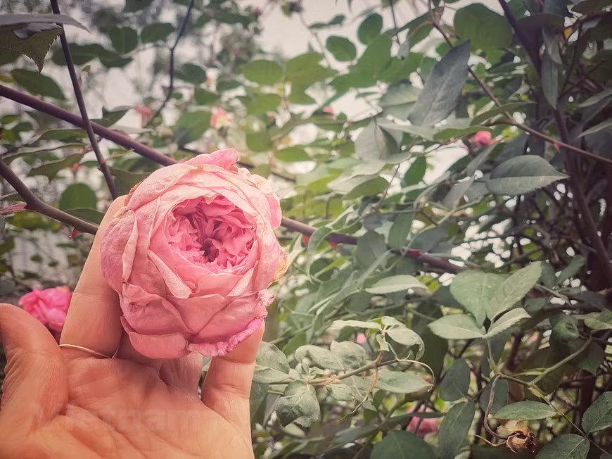 La culture de roses n'est pas nouvelle au Vietnam, mais la culture de roses indigènes en utilisant des méthodes biologiques et la production de produits cosmétiques biologiques à partir de roses constituent une nouvelle direction créative, contribuant à créer une forte valeur ajoutée pour les produits agricoles et à préserver les précieuses ressources génétiques des roses anciennes du Vietnam. Cette tendance contribue également au maintien de la biodiversité, à la protection de l'environnement et de la santé humaine. Photo: Vietnam+