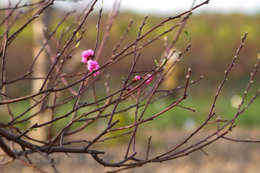 Les fleurs de pêcher s'épanouissent. Photo: Vietnam+