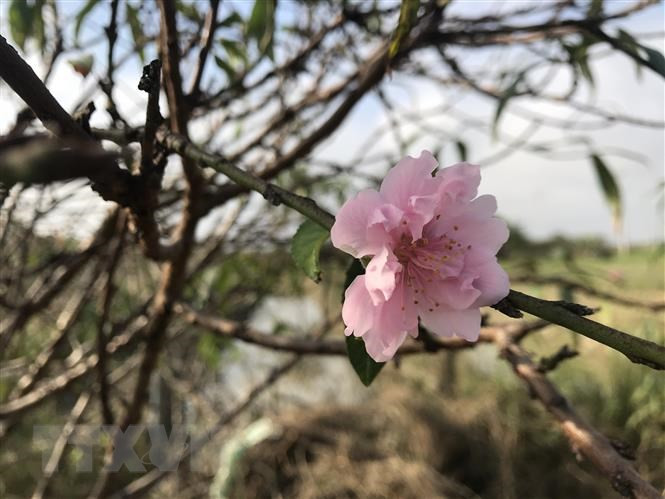La couleur rose pâle d'une fleur de "Dao phai". Photo: Vietnam+