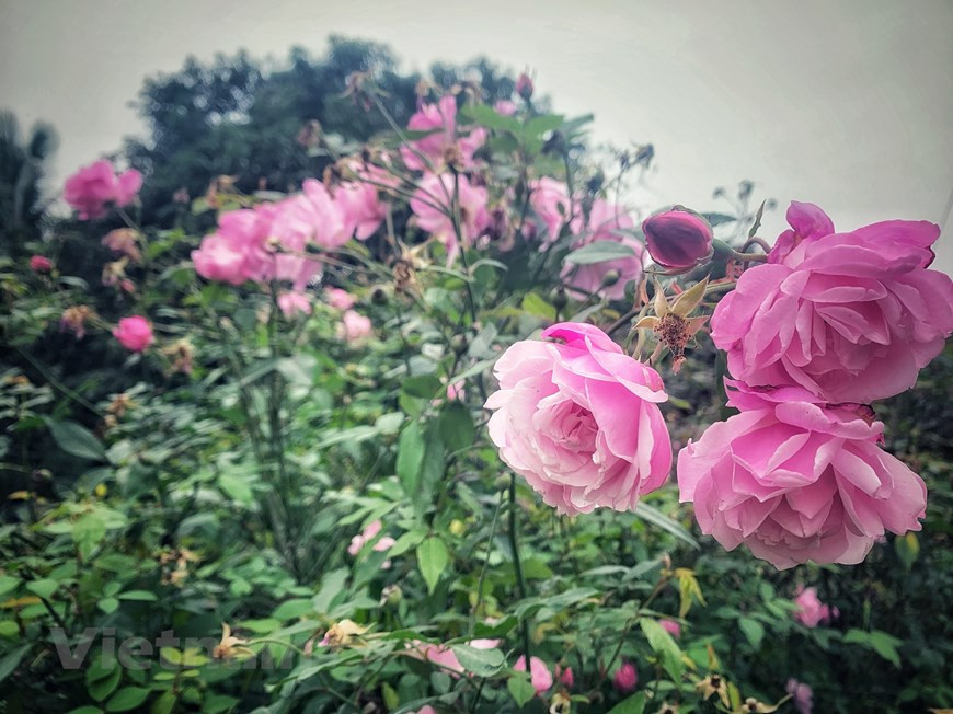 Pour obtenir ces certifications, les produits de Rosa Valley Vietnam doivent répondre aux normes les plus strictes en matière de sélection de semences, de sol et d'eau, de culture, de lutte contre les ravageurs et les mauvaises herbes, de traitement et de conservation. Photo: Vietnam+