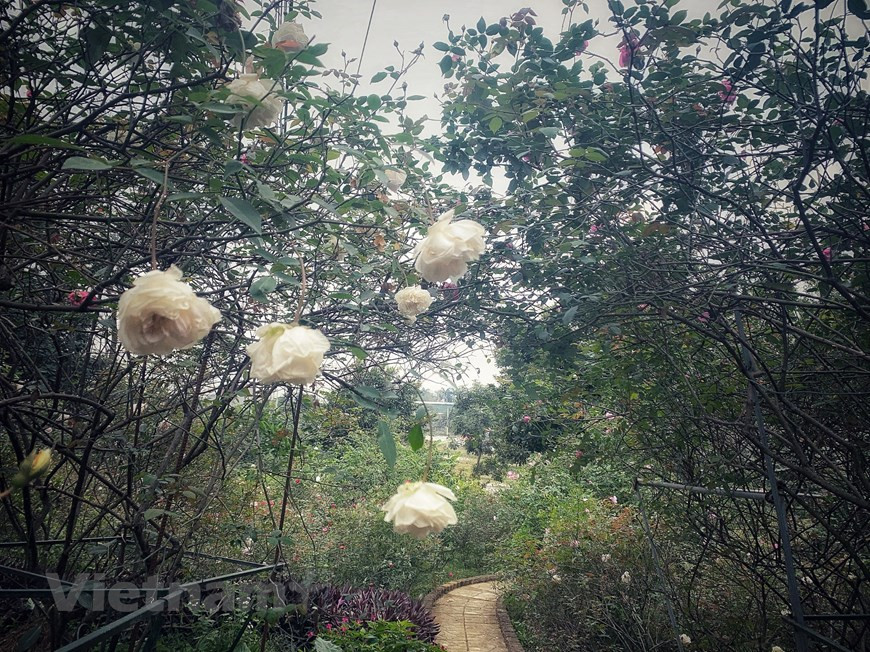 La roseraie Karose Garden est en préparation pour le Nouvel An lunaire 2021, le Têt du Buffle. Photo: Vietnam+