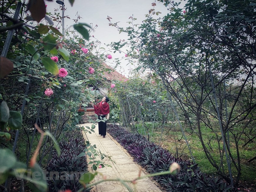 Aucun produit chimique tel que pesticides, herbicides, stimulants de croissance ou plants génétiquement modifiés, n'est utilisé dans tout le processus de production. Photo: Vietnam+