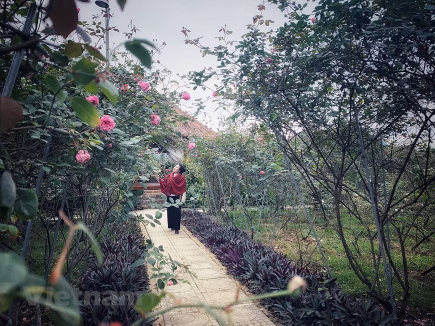 Aucun produit chimique tel que pesticides, herbicides, stimulants de croissance ou plants génétiquement modifiés, n'est utilisé dans tout le processus de production. Photo: Vietnam+