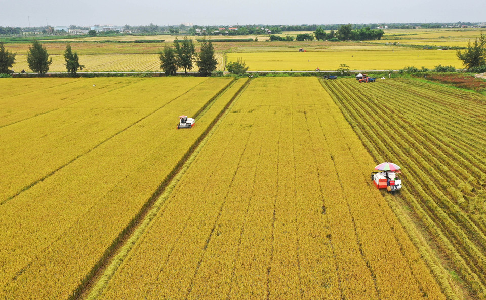 Le Vietnam est devenu un grand exportateur mondial de produits agricoles. Photo: VNA