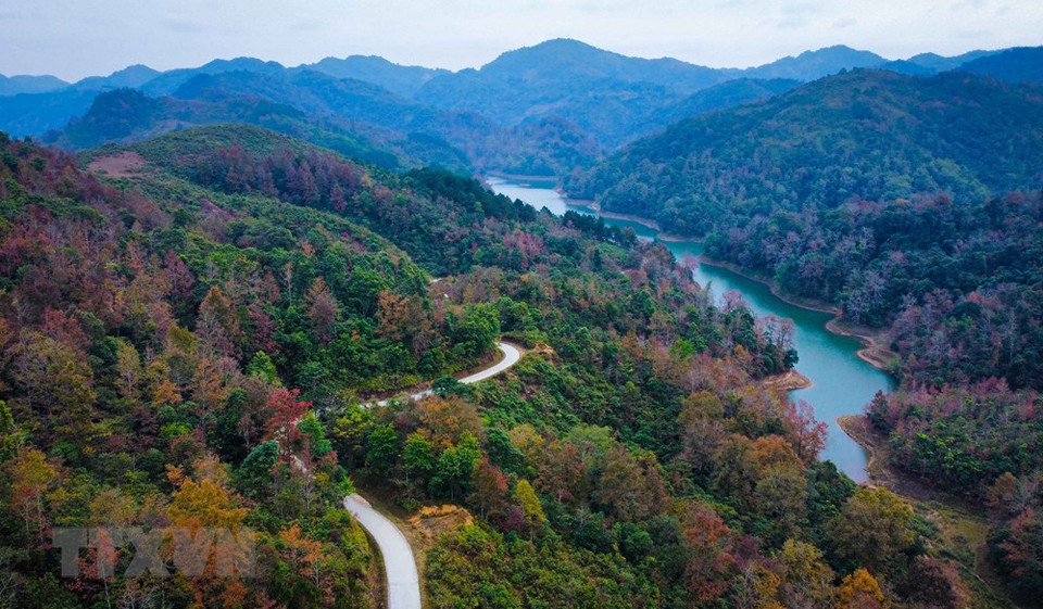 A Cao Bang, il y a beaucoup de copalmes de Formose - une espèce d'arbre dont les feuilles deviennent rouges, violettes en hiver, semblables à la feuille d'érable en Europe. Chaque fois que l'hiver arrive, les forêts s’habillent en violet et en rouge, créant un paysage enchanteur. Photo: VNA