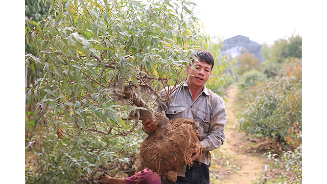 Le déplacement des pêchers dans des pots aidera les plantes à se stabiliser, les pêchers fleuriront uniformément et leurs fleurs seront plus belles à l’occasion du Têt.
