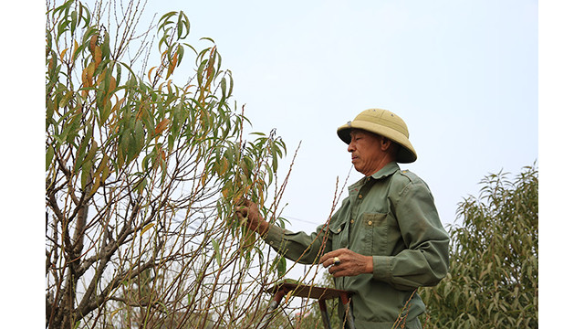 En outre, de nombreux foyers déterrent les pêchers pour les installer dans des pots.
