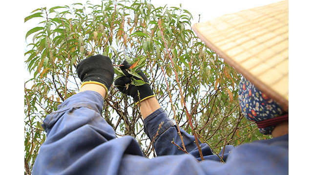 Selon elle, la cueillette des feuilles est simple, mais le travailleur doit être très prudent pour éviter de casser les branches.