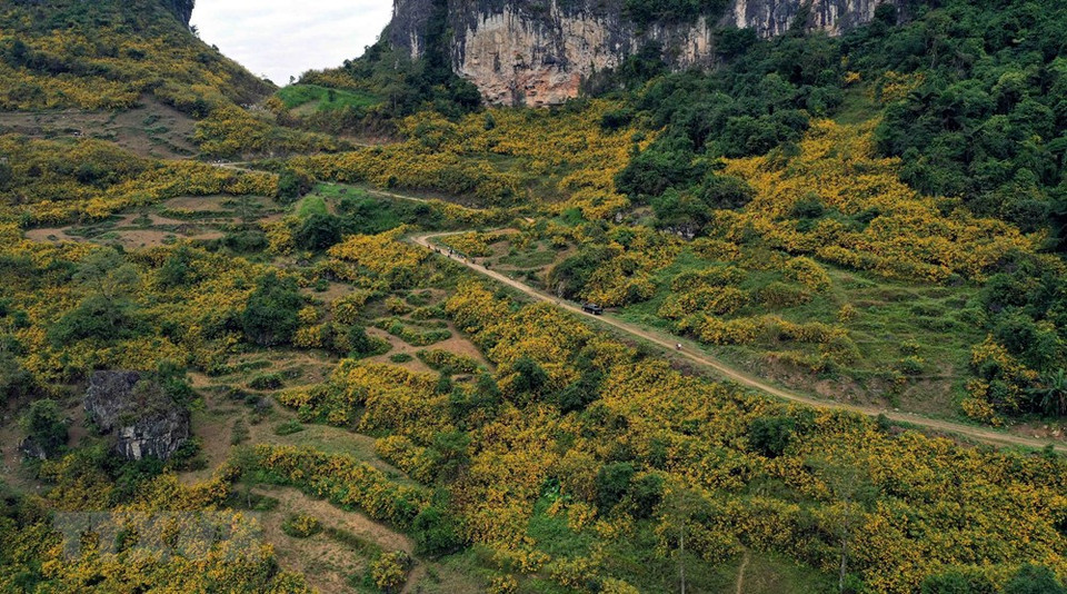 En hiver, lorsque les tournesols mexicains fleurissent brillamment dans les montagnes et les collines, de nombreux touristes se sentent perdus au milieu de la beauté sauvage de cette région montagneuse. Photo: VNA
