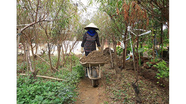 En plus de détacher les feuilles et de rempoter les pêchers, de nombreux cultivateurs amendent le sol pour renforcer les plants de pêchers.