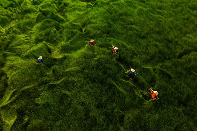 La photo « Récolte de l’herbe » de Khanh Phan a également été récompensée dans la catégorie People/Daily Life. Le champ d’herbe sous le vent ressemble aux vagues. L’herbe mesure plus d’un mètre. La pelouse de dix hectares abrite une faune abondante. L’herbe coupée pour nourrir le bétail est parfois utilisée comme engrais pour nourrir les arbres ornementaux. Les habitants élèvent également des canards dans les pâturages.