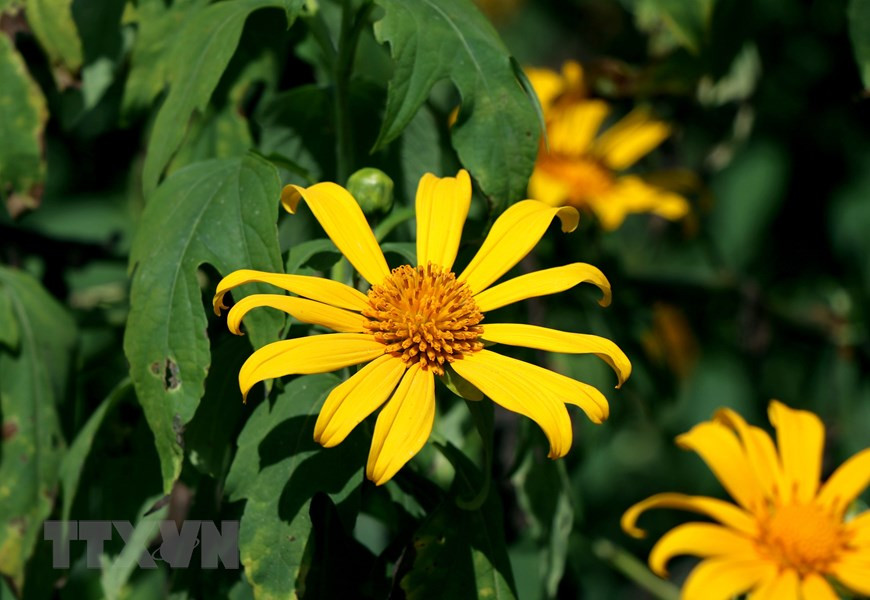 Les tournesols mexicains fleurissent d’octobre à novembre chaque année, à l’approche des jours froids de l’hiver dans le Nord-Ouest.