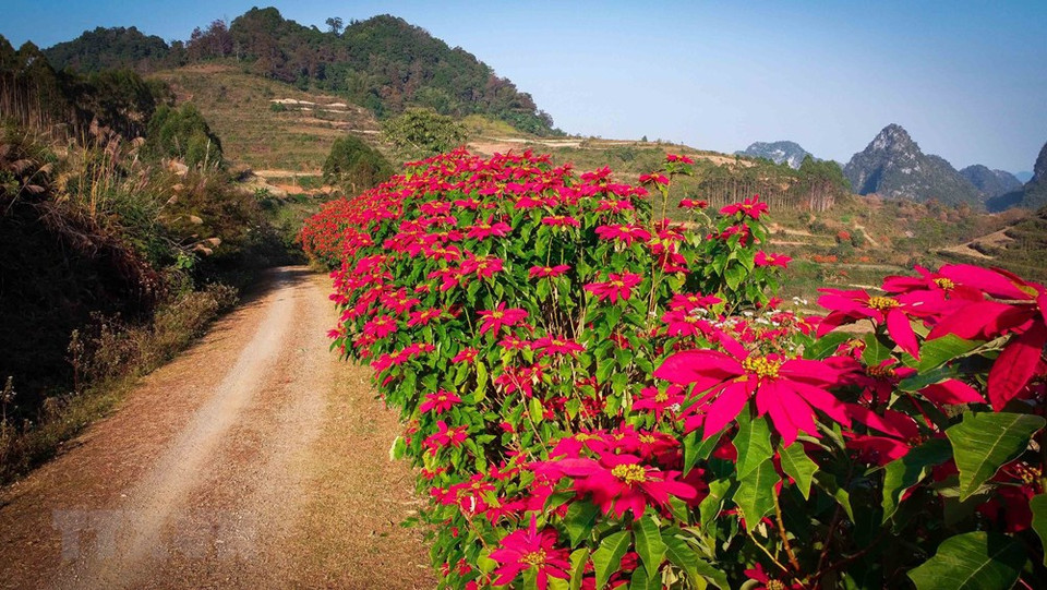 Les habitants de Cao Bang plantent souvent des poinsettias qui servent de clôtures agricoles. Quand l'hiver arrive, ces clôtures s'épanouissent de fleurs rouges rayonnantes. Photo: VNA