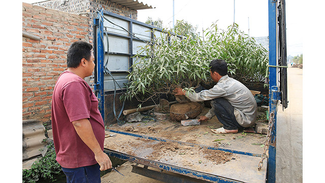 « Ma famille a environ 200 souches de pêcher. Actuellement, la météo est favorable, mais il n’est pas possible d’évaluer si la récolte sera rentable ». Selon Chu Manh Hùng, cette année les fleurs de pêchers seront plus grandes et plus belles que l’année dernière.