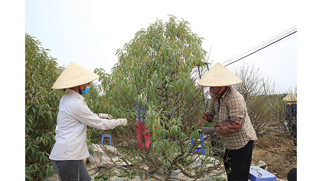 « En ce moment, je dois embaucher entre 3 et 5 travailleurs de plus pour cueillir des feuilles de pêcher afin d’être prête pour la récolte du Têt traditionnel. Nous détachons généralement les feuilles environ 2 mois avant le Nouvel An lunaire, cependant, selon la variété de pêcher, le moment de cueillette des feuilles est différent », a partagé Dô Thi Vân du quartier de Nhât Tân.