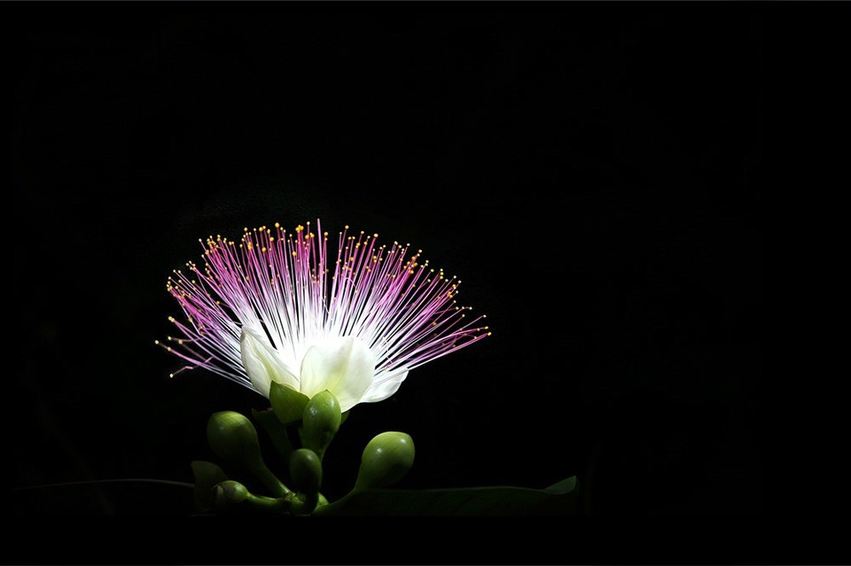 L'oeuvre "Hoa bàng vuông" (Les badamiers) de Tran Thành.