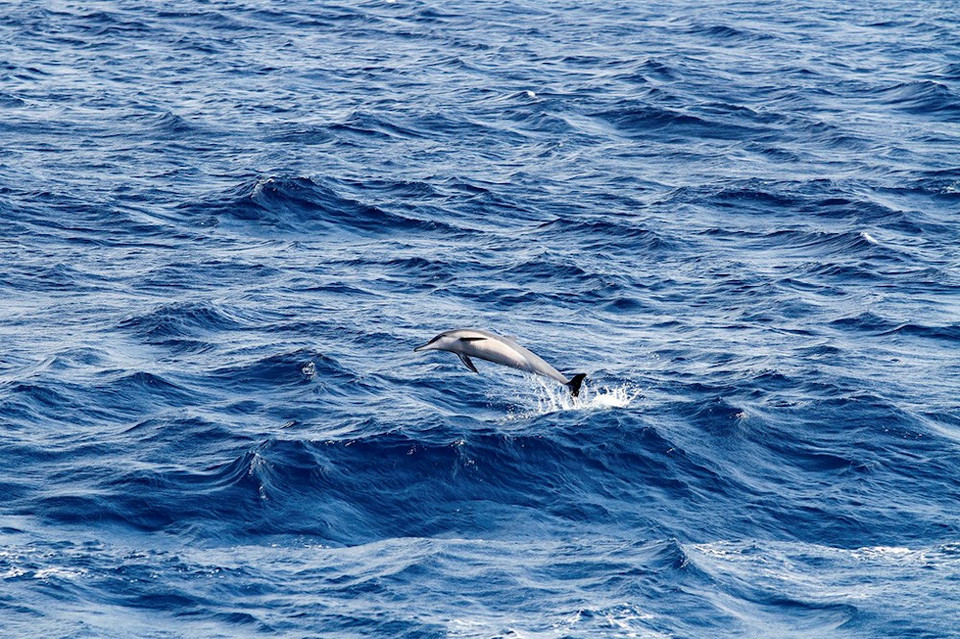 L'oeuvre "Cá heo ở Trường Sa" (Dauphin à Truong Sa) de Tran Thành.