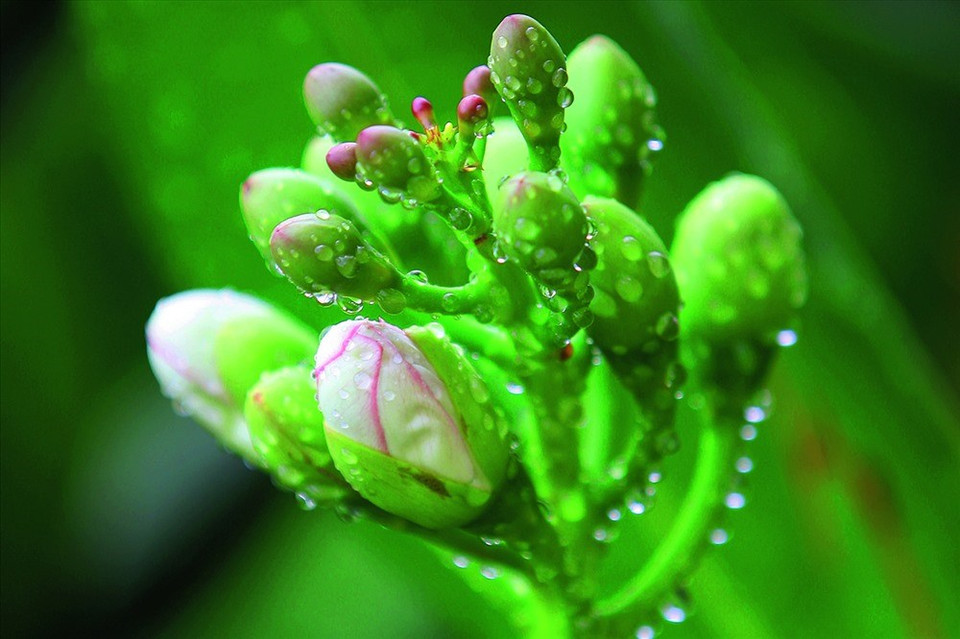 L'oeuvre "Sức sống Trường Sa" (La vitalité à Truong Sa) de Tran Thành.