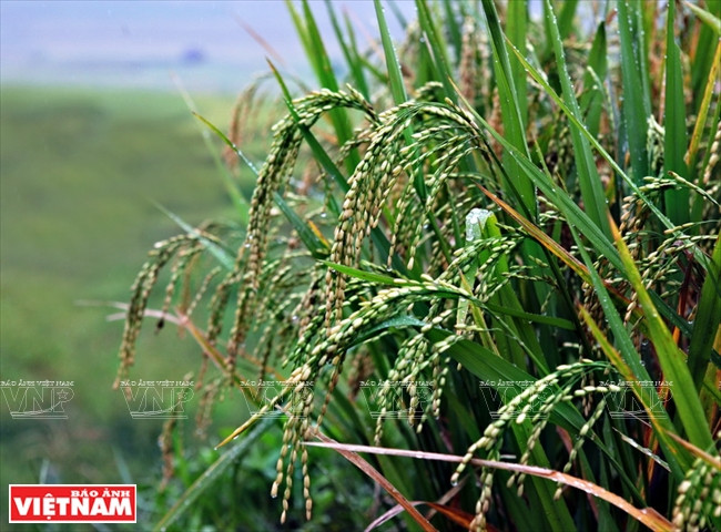 On peut faire du côm quand les graines de riz commencent à arriver à maturité.