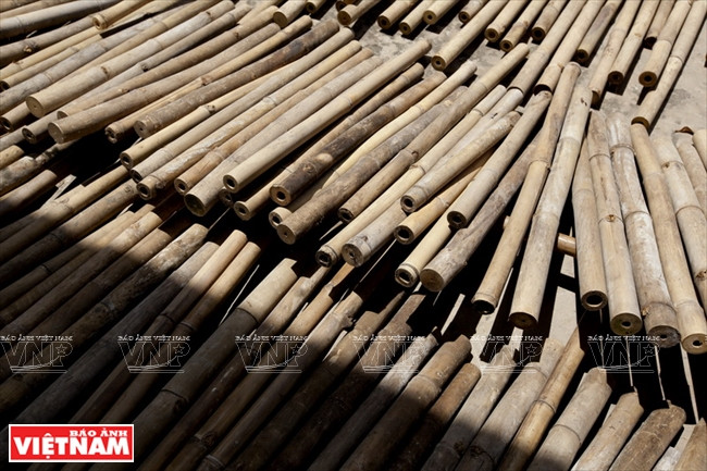 Bambou du Vietnam utilisé pour produire un cadre de vélo.