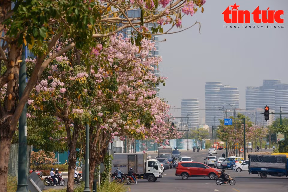 Tabebuia roseavif, originaire de l’Amérique, est plantée à titre expérimental à Hô Chi Minh-Ville depuis 2009. Tabebuia roseavif fleurissent généralement d'avril à juin chaque année et a une couleur similaire à celle des fleurs de cerisier. 