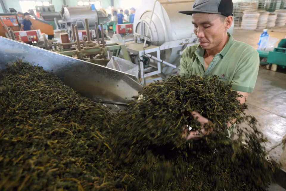 Production de thé O-long à la Sarl Gia Dat Viet. 