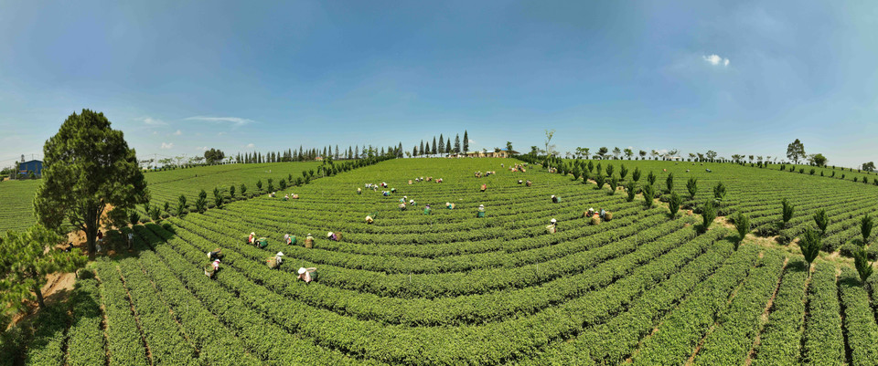 La Sarl Gia Dat Viet (commune de Loc Quang, district de Bao Loc) possède 350 hectares de thé bio. 