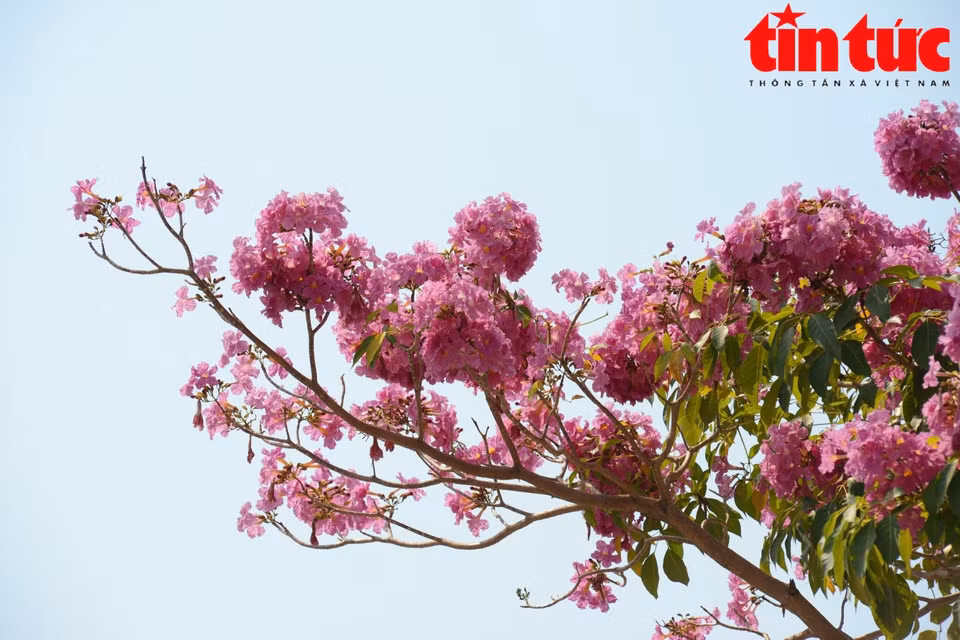 Les fleurs sont grandes, de différentes teintes de rose à violet, et apparaissent quand la plupart des feuilles tombent. 