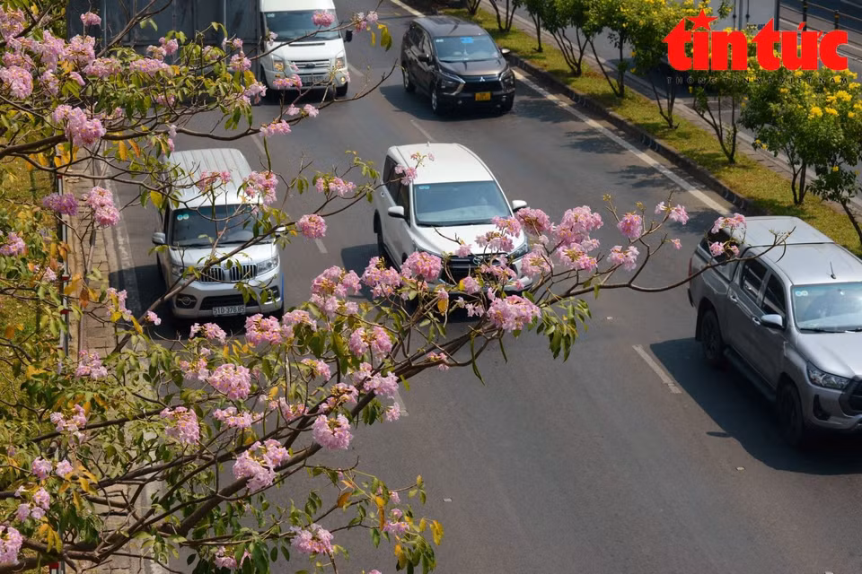 Des fleurs de Tabebuia roseavif sur la rue Vo Van Kiet, au 1er arrondissement. 
