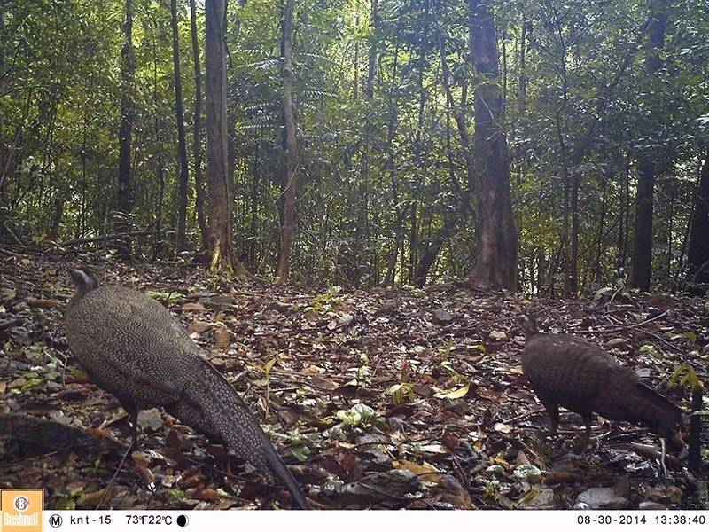 Des faisans étoilés (nom scientifique Rheinardia ocellata) dans la réserve naturelle de Dong Chau - Khe Nuoc Trong. 