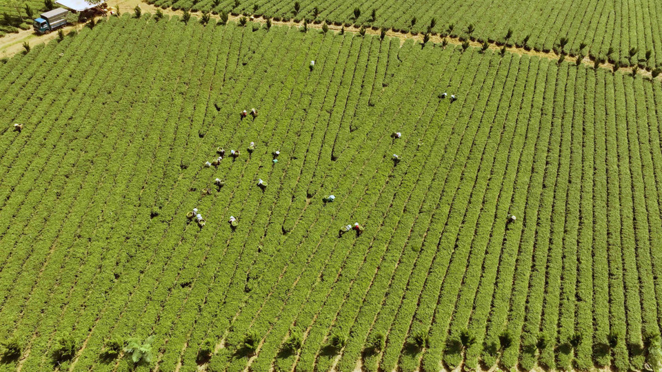 À l'heure actuelle, la province de Lam Dong possède plus de 310 hectares de théiers certifiés VietGAP dans le district de Bao Lam et la ville de Bao Loc.