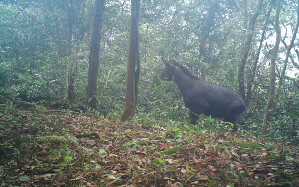 Un chamois (nom scientifique Capricornis milneedwardsii) dans la réserve naturelle de Dong Chau-Khe Nuoc Trong. 