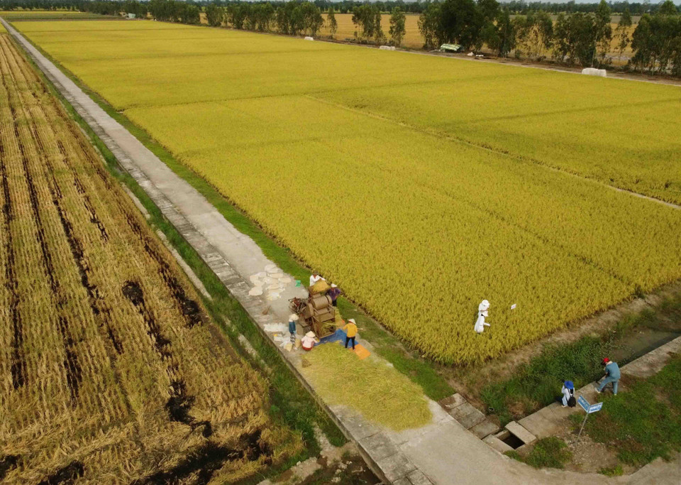 Le groupe Lôc Troi est pionnier dans la construction de la chaîne de valeur du riz destiné à l’exportation, avec une superficie de plus de 36.000 hectares répondant aux normes SRP (Sustainable Rice Platform). Photo: VNA