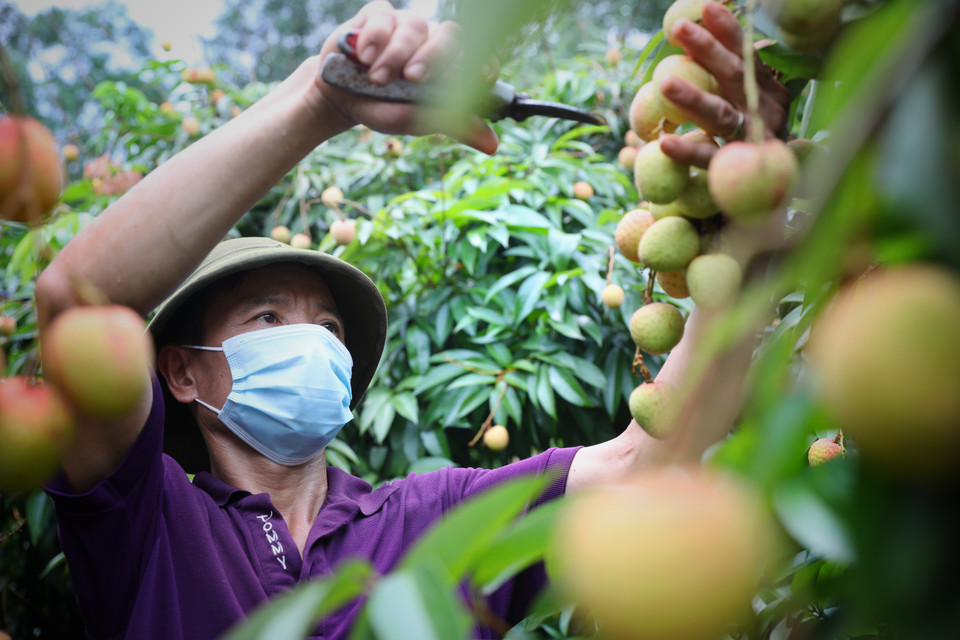 Le litchi « thieu » de Luc Ngan devient le premier produit agricole du Vietnam à bénéficier de la protection des indications géographiques au Japon. Photo: VNA