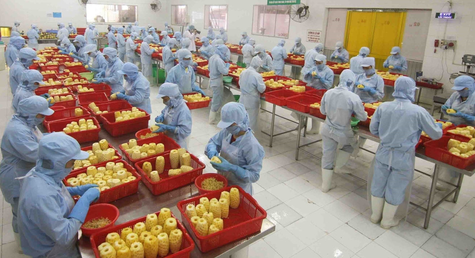 Transformation d'ananas en conserve à l'usine de la compagnie par actions d'import-export de produits agricoles d’An Giang. Photo : VNA