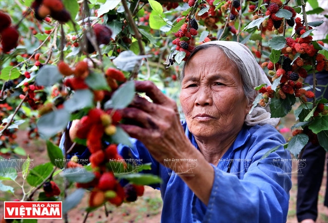 Cueillir des mûres est un travail minutieux 