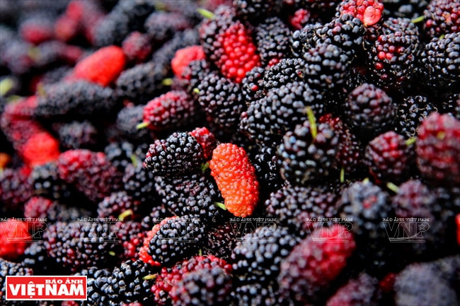 Des mûres à vendre