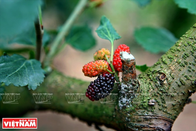 La cueillette des mûres 