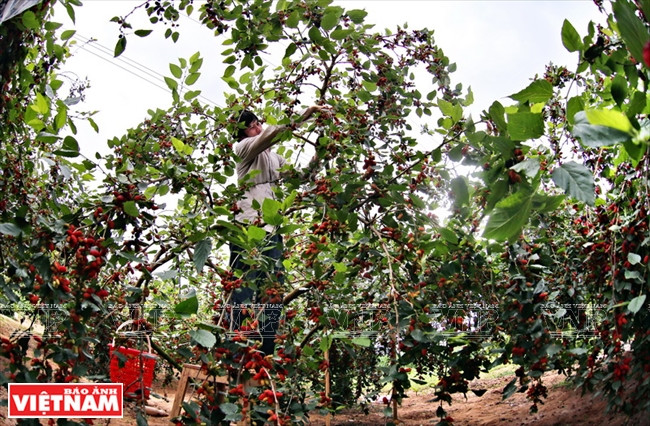 Les mûres ne sont cueillies qu’à la main. Deux personnes peuvent récolter au plus 50 kg par jour 