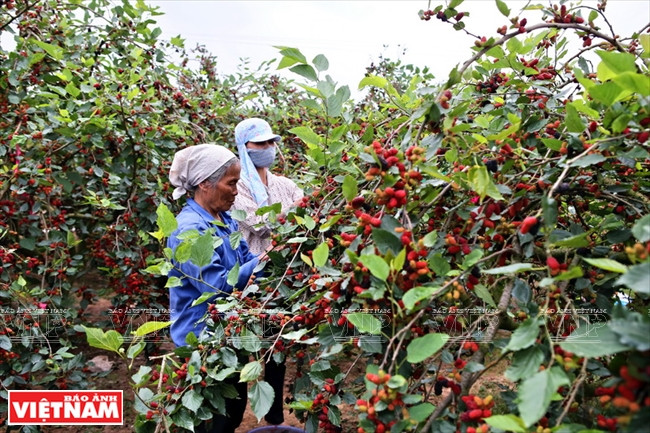 Dans la commune de Hiep Thuân (Hanoi), les mûriers couvrent une superficie d’environ 2 ha.