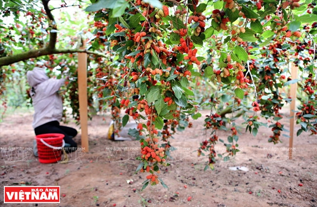 Les mûres sont consommées comme fruits, ou servent à préparer des jus, des sirops ou des médicaments 