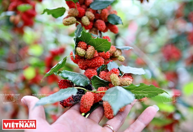 Des fruits mûrs, à moitié rouges et noirs 