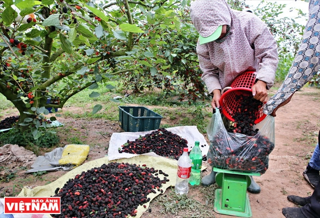 Les commerçants en gros achètent des mûres dans les jardins