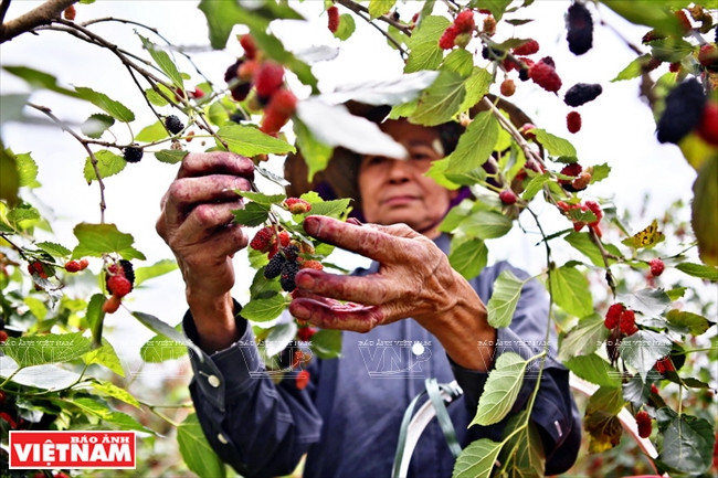 Il faut cueillir les mûres avec soin, pour ne pas les écraser ou les déformer.