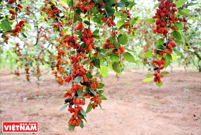 Des branches chargées de mûres 