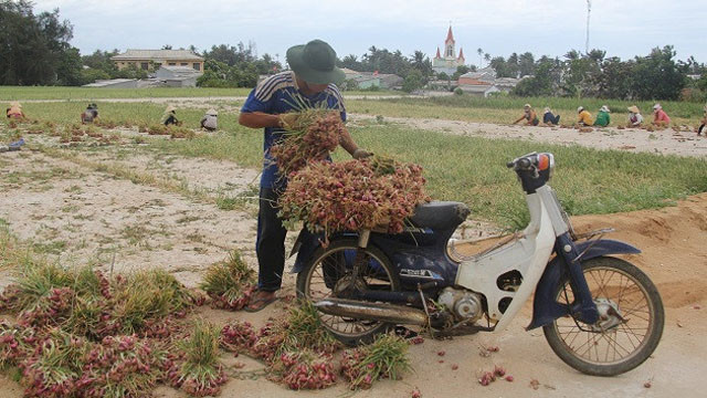 Récolte de l’ail par les agriculteurs.