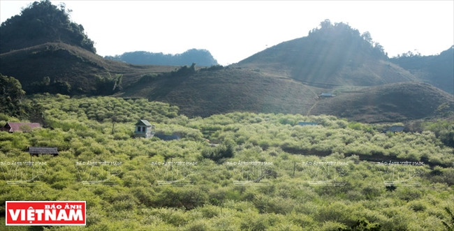Il y a beaucoup de vergers de pruniers dans les communes de Vân Hô et Loong Luong, district de Vân Hô, et dans le bourg et les communes de Tân Lâp, Dong Sang et Muong Sang, district de Môc Châu. 