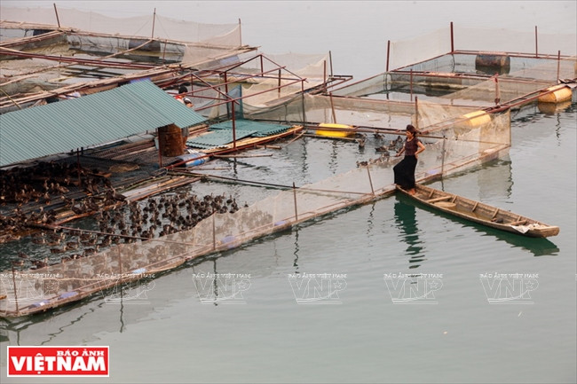 La famille de Tong Van Hoa a développé l'élevage de canards. 